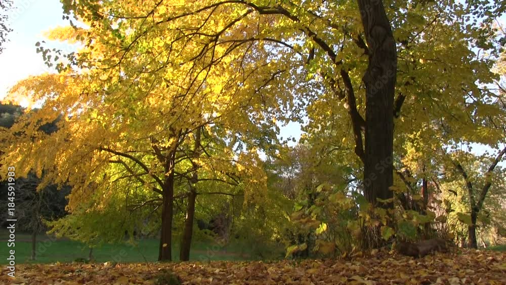Roma, Italia. Villa Pamphili. Autunno. Roma, Italia. Villa Pamphili. Autunno.