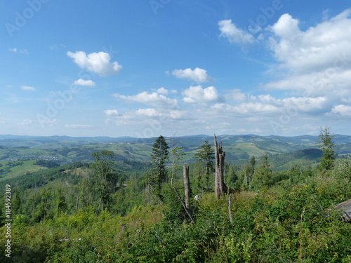 Wild vegetation on the top of the mountain range Borzhava.