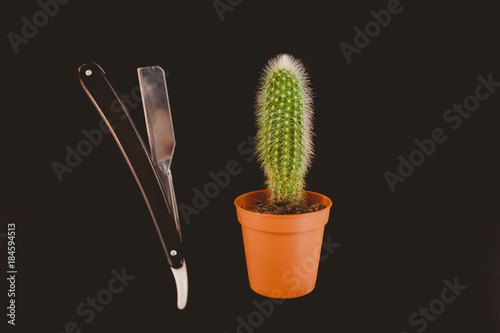 Barber shop. tool razor for beard and cactus. The concept is to shave off a barbed beard