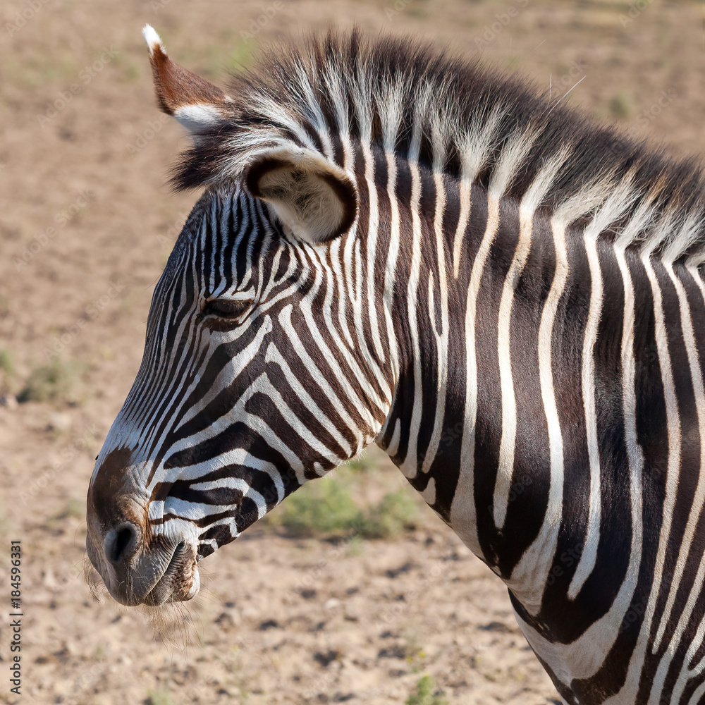 Portrait of a zebra with beautiful. Muzzle close up. Reservation Askania Nova, Ukraine Portrait of a zebra with beautiful. Muzzle close up. Reservation Askania Nova, Ukraine