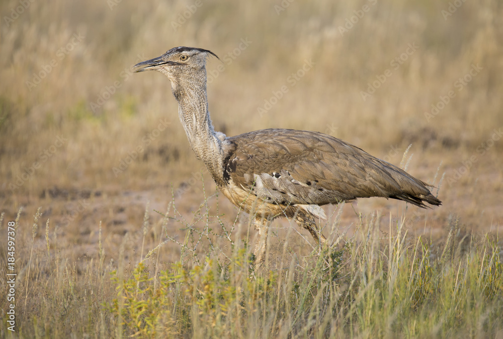 Kori Bustard walking among grass in Kalahari looking for food