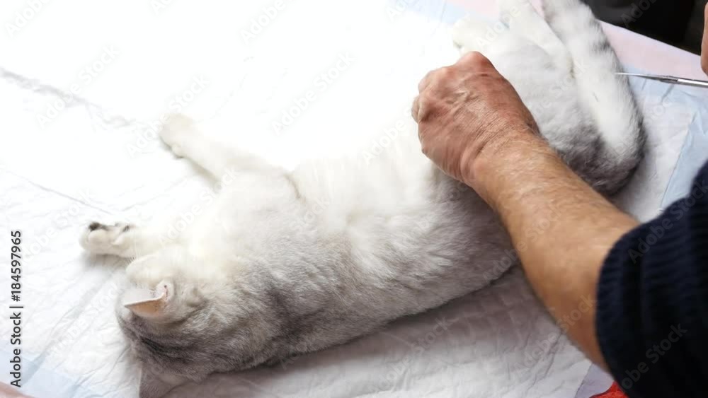Preparing a cat for an operation Preparing a cat for an operation