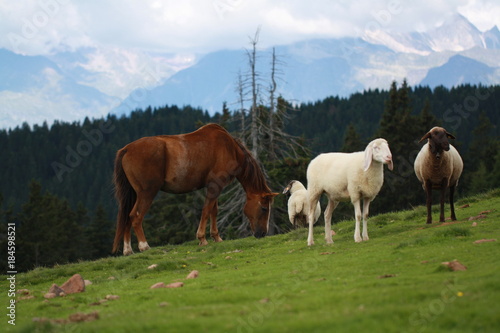 Bergweide mit Pferd und Schafen