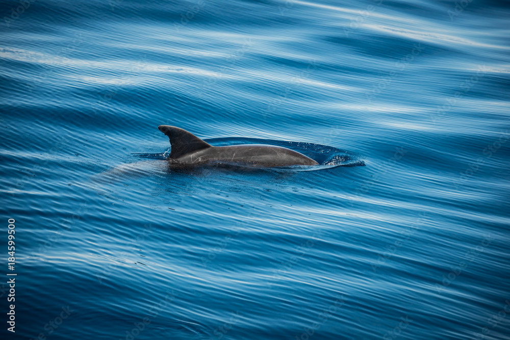 Obraz premium Wild Dolphin