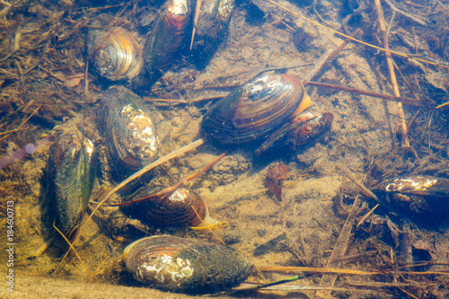 mussels in a water of forest lake