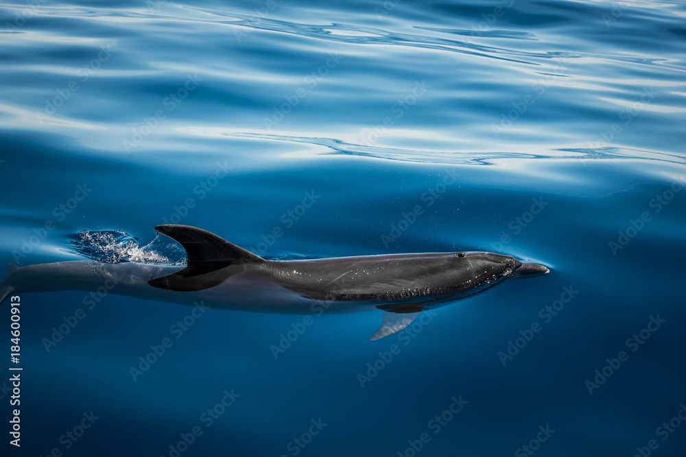 Fototapeta premium Wild Dolphin