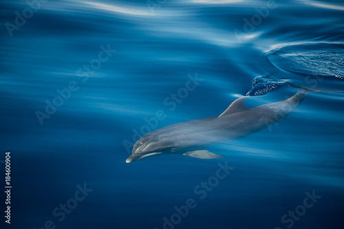 Wild Dolphin © MARIMA