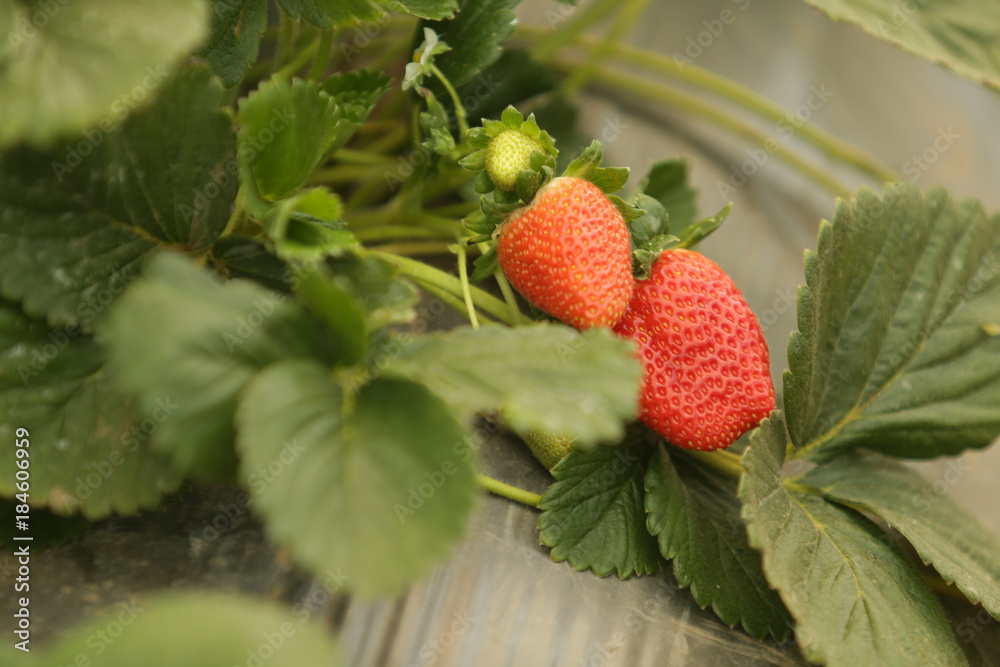 Strawberry greehouseand farmers Strawberry greehouseand farmers