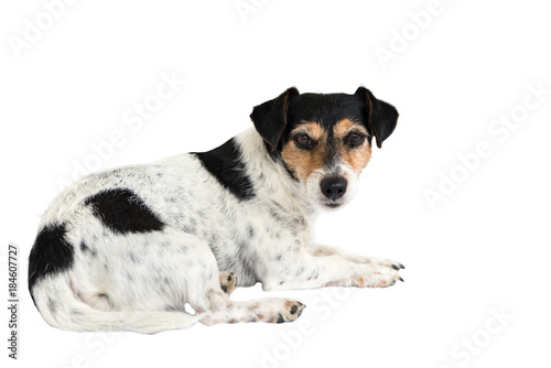 Jack Russell Terrier, hair style broken - Cute little dog - isolated against white background © Karoline Thalhofer