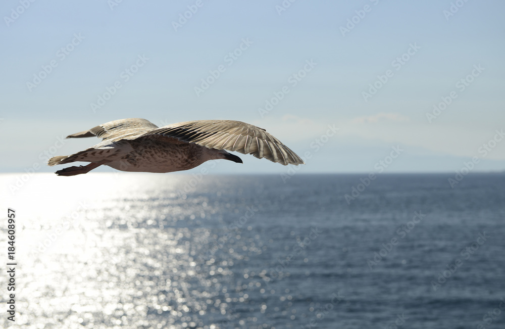 Naklejka premium bird flying, close-up view