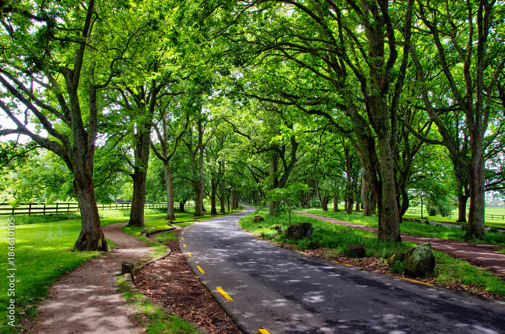 Relaxation in nature. Walking in the park concept. Beautiful view of green trees in the park. Relaxation in nature. Walking in the park concept. Beautiful view of green trees in the park.