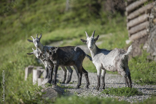 Schöne graue Ziegen auf einem Kiesweg in der Natur, Schweiz,Capra Grigia