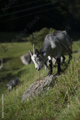Schöne graue Geiss auf einer Wiese, Portrait, Capra Grigia