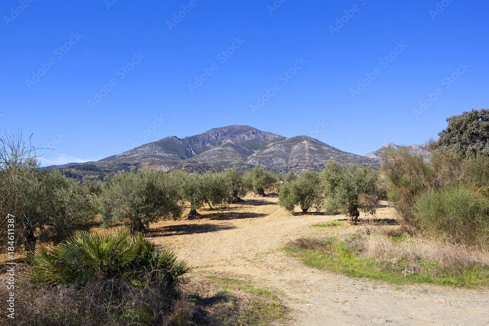 olive grove scenery