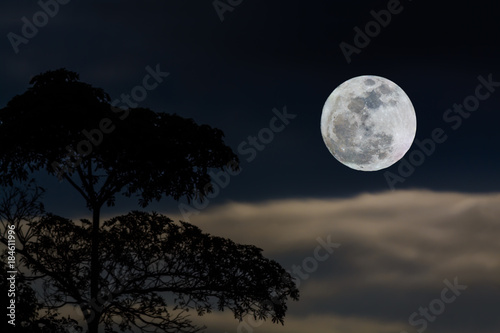 Full moon in nature with tree foreground. photo