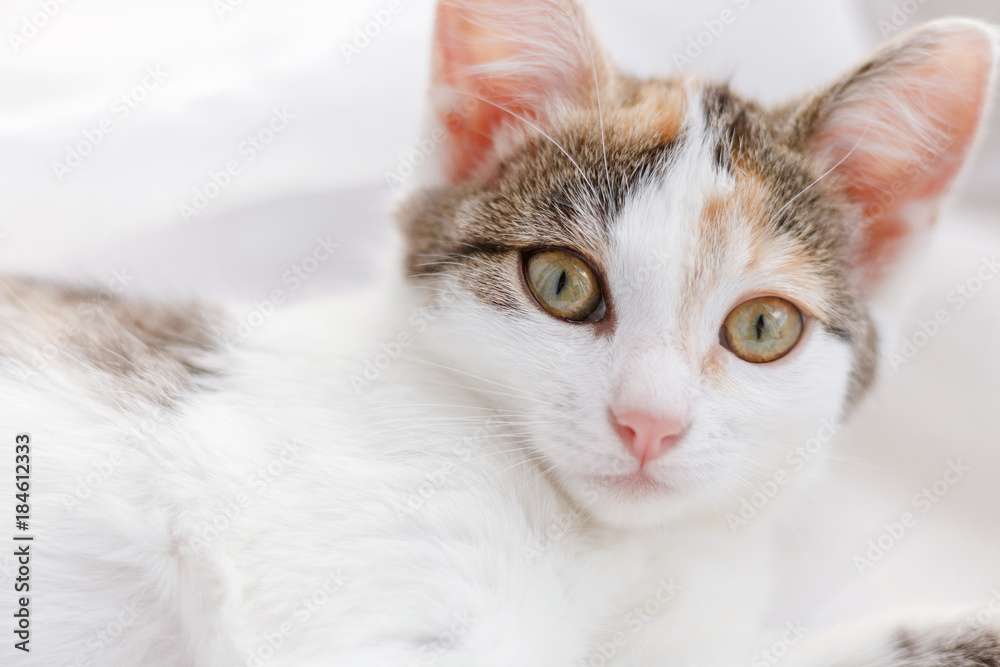 Fototapeta premium Cute kitten lying on windowsill on a bright white tulle