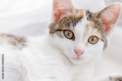 Cute kitten lying on windowsill on a bright white tulle