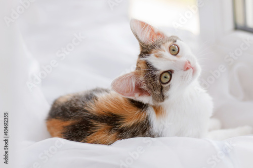 Cute kitten lying on windowsill on a bright white tulle