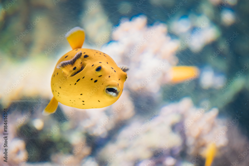 Yellow Blackspotted Puffer Or Dog-faced Puffer Fish Arothron Nigropunctatus  Swimming In Water. Stock Photo | Adobe Stock