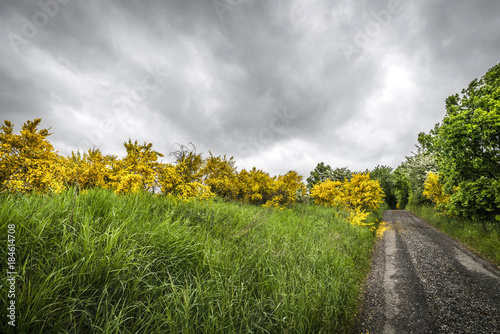 Yellow brrom bushes by a roadside in cloudy weather photo