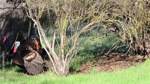 Wild Turkey on Parade