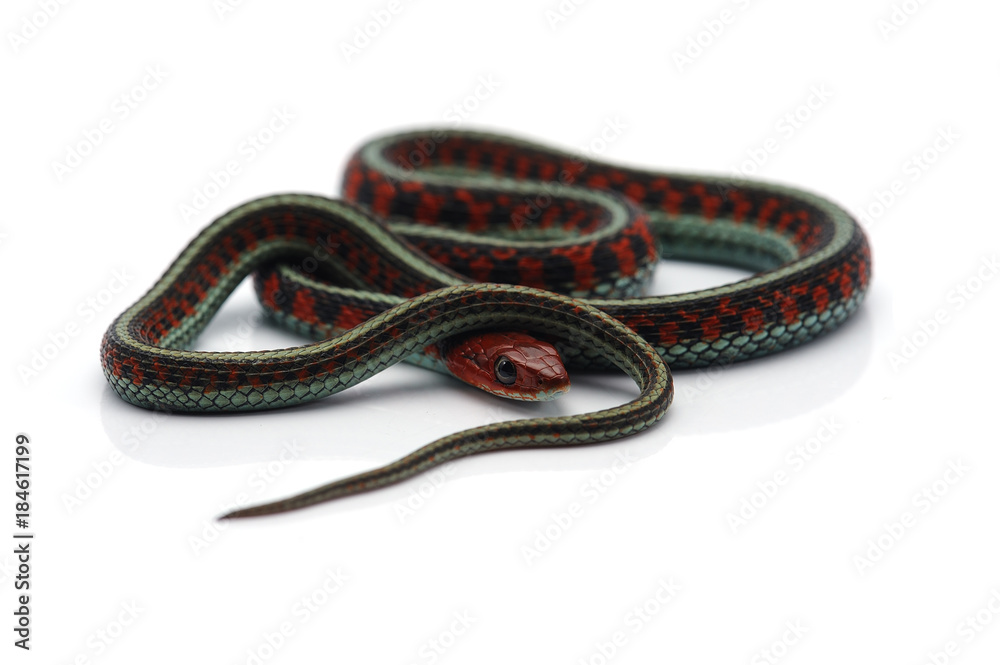 Fototapeta premium Eastern Garter Snake isolated on white background