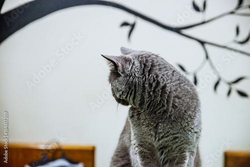 portrait of beautiful grey cat photo