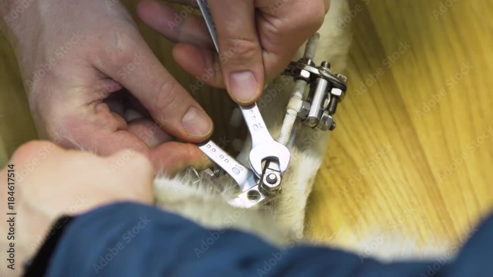 Veterinarian makes adjustments Dog with broken paw with External ring