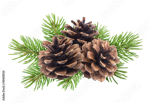 Branch of Christmas tree with pine cones isolated on white background