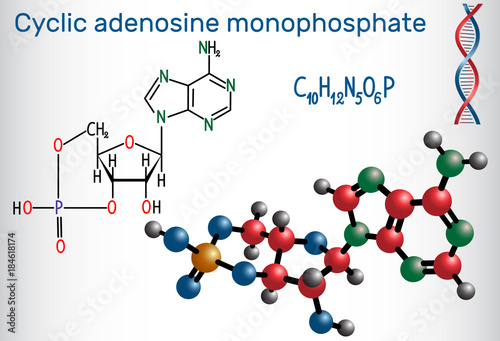 Cyclic adenosine monophosphate (cAMP) molecule, it is a derivative of adenosine triphosphate (ATP) and used for intracellular signal transduction . Structural chemical formula and molecule model