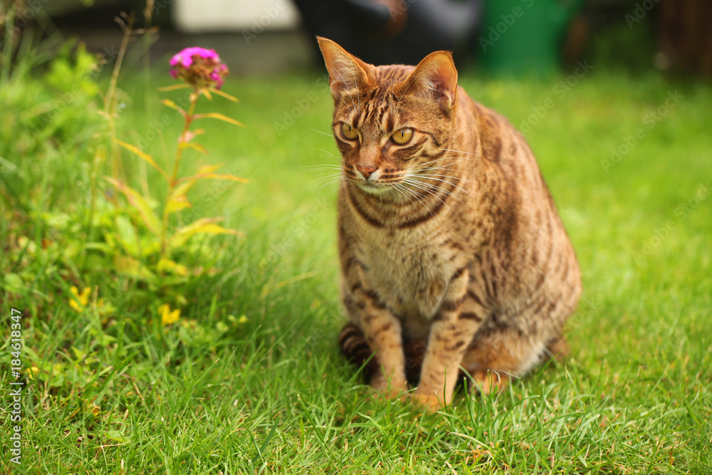 ossie cat sitting in the garden ossie cat sitting in the garden