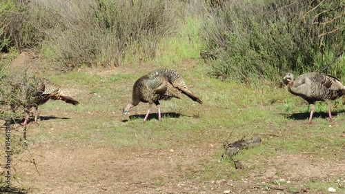 Wild Turkey on Parade