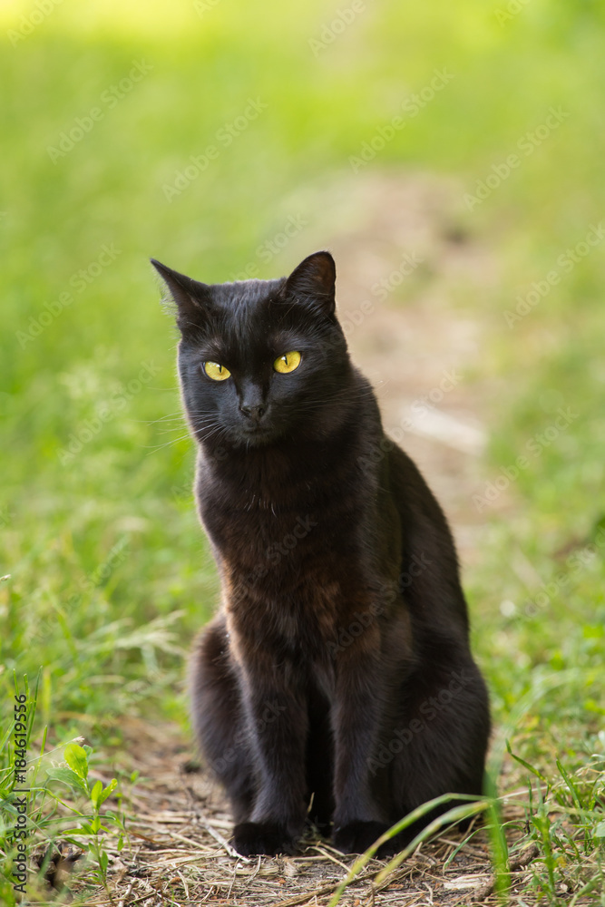 Black bombay cat with yellow eyes sits outdoors in nature Black bombay cat with yellow eyes sits outdoors in nature