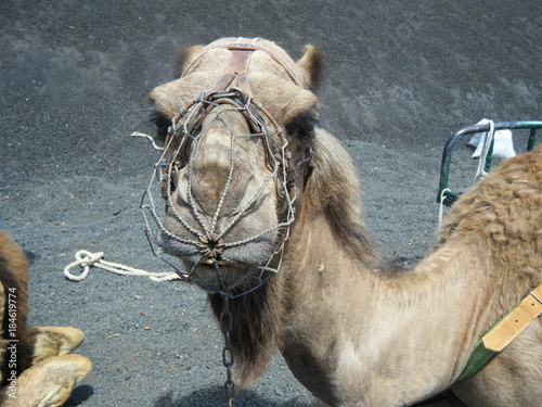 camello tumbado sobre arena en lanzarote © Gema