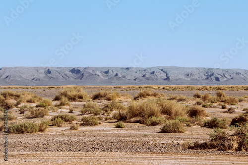 bushes growing in sahara desert photo