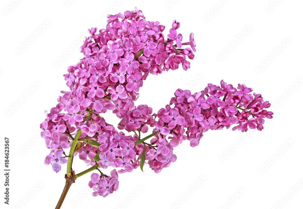 Obraz premium Syringa vulgaris. Lilac flower isolated on white background.