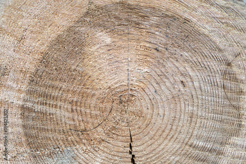 The structure of the tree on the cross-section