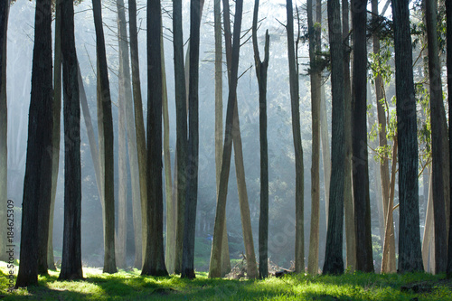 San Francisco Presidio Cypress Trees photo