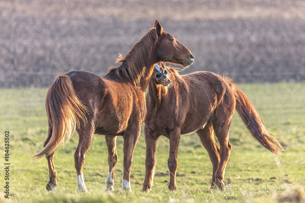 Fototapeta premium pferde