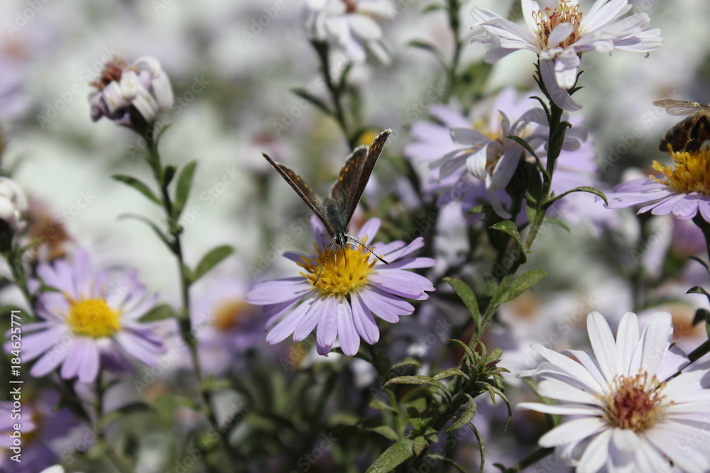 A butterfly collects nectar from a flower. A butterfly collects nectar from a flower.