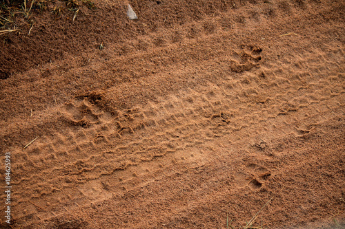 Footprints of an African Leopard spotted on the Safari road while on a game drive through the Masai Mara National Reserve, Kenya, East Africa. In search of the Big Five