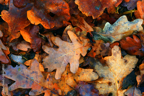 autumn oaks leafs background