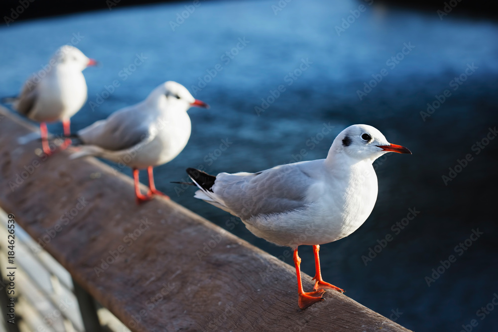 Young seagulls on sitting on the bridge, Dublin, Ireland Young seagulls on sitting on the bridge, Dublin, Ireland