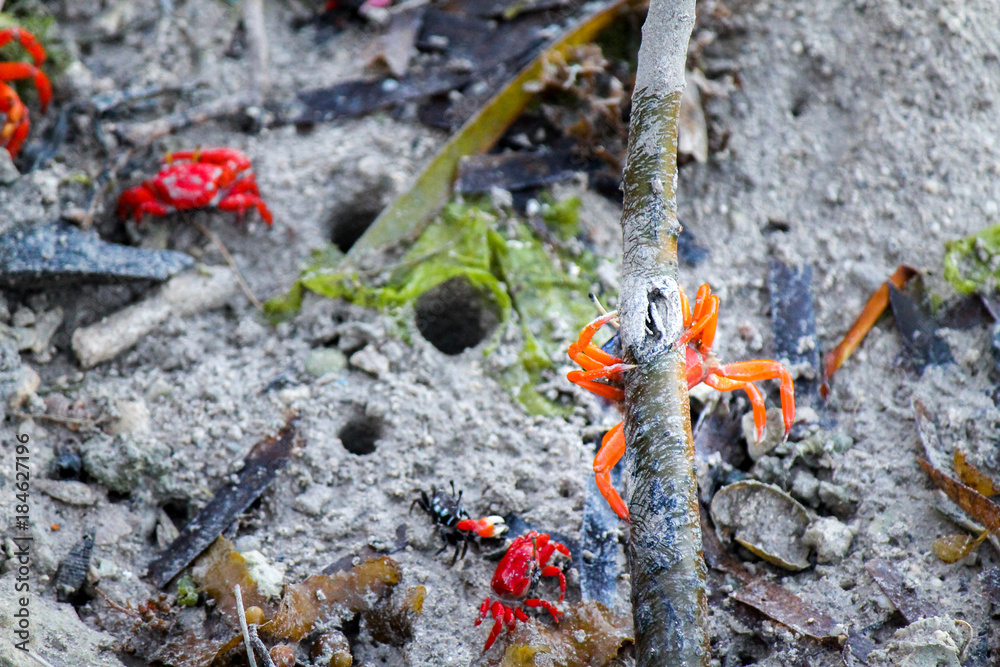 Orange (Uca splendida) and Red (Uca crassipes) Fiddler Crabs crawling and climbing the Mangrove Forest Orange (Uca splendida) and Red (Uca crassipes) Fiddler Crabs crawling and climbing the Mangrove Forest