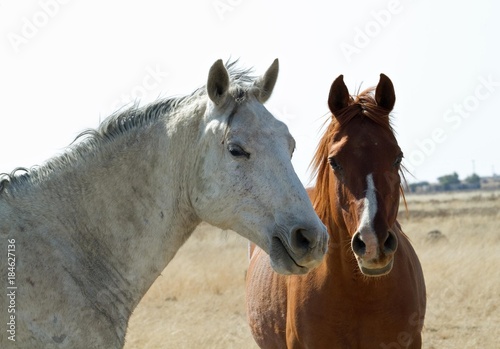 Two horses © Annalie