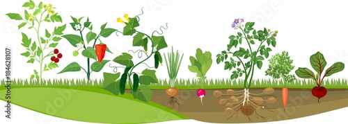 Kitchen garden with different vegetables