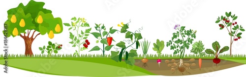 Kitchen garden or vegetable garden with different vegetables and fruit trees