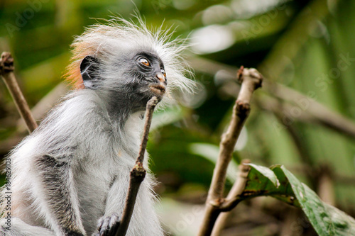 The Zanzibar Red Colobus - Scientific name: Procolobus kirkii. Roughly only 2000 individuals of this endangered species, endemic to Unguja, exist photo