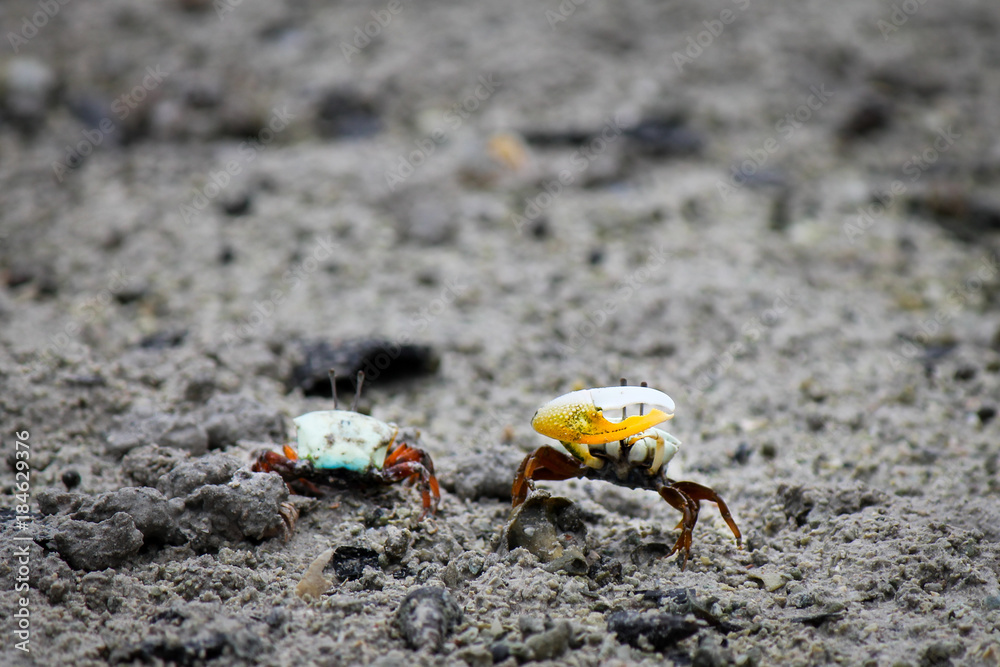 Two fiddler or calling crabs ready for combat. The oversized claw or chela of these animals is used in courtship over female individuals. Two fiddler or calling crabs ready for combat. The oversized claw or chela of these animals is used in courtship over female individuals.