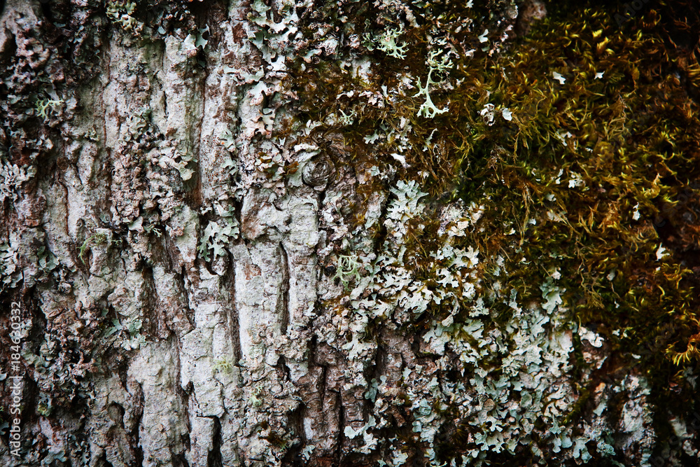 Fototapeta premium natural bark texture